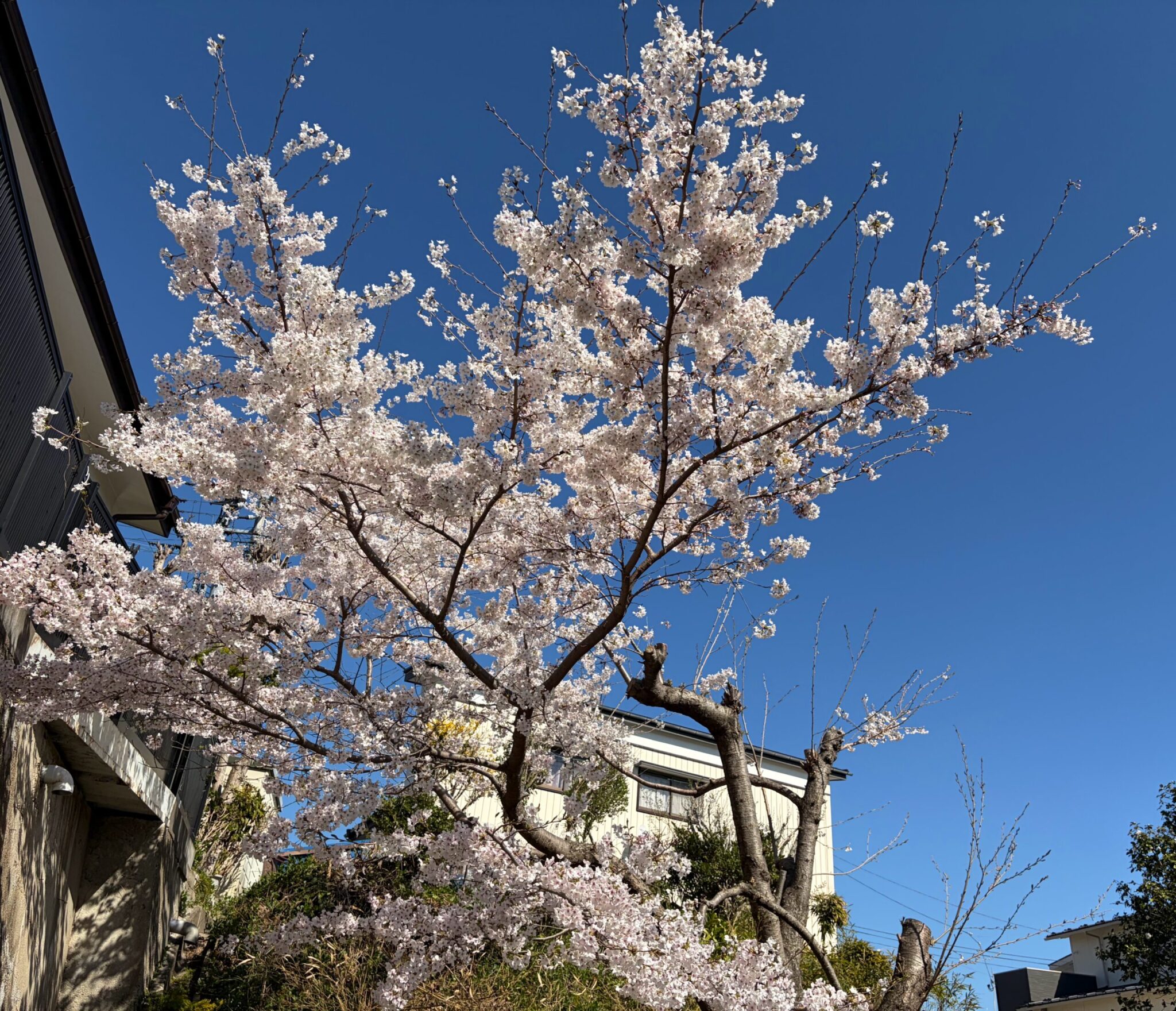桜の開花3