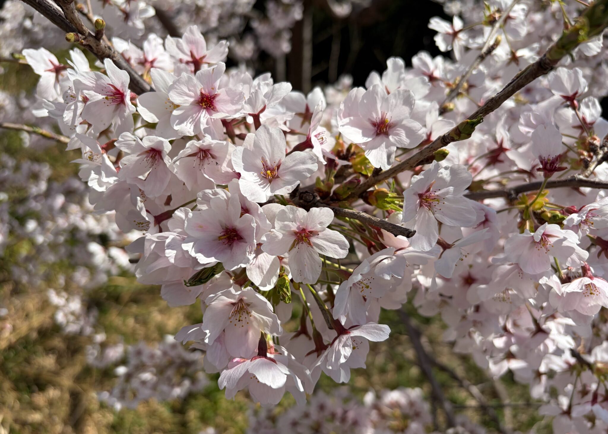 桜の開花5