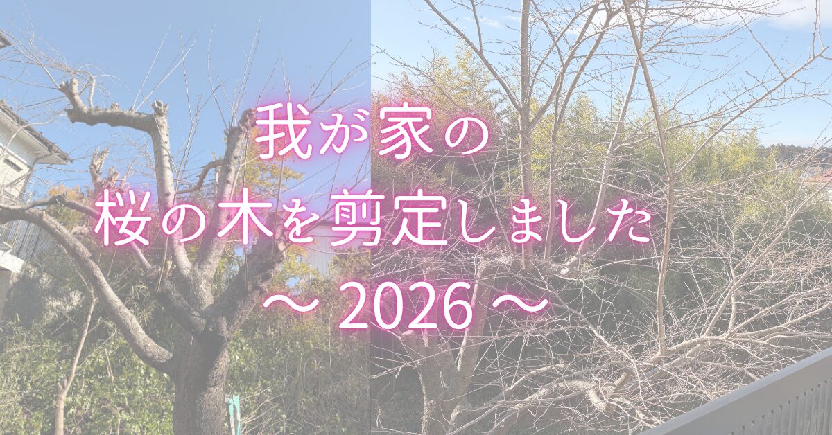 自宅の桜の木を剪定する方法【道具・時期・切り口の処理まで実体験で解説】